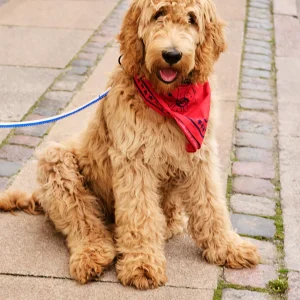 Foulard pour chien - Rouge