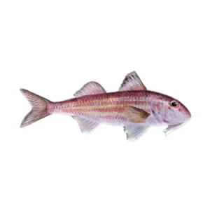magnet poisson - rouget
