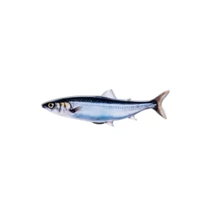 magnet poisson - sardine