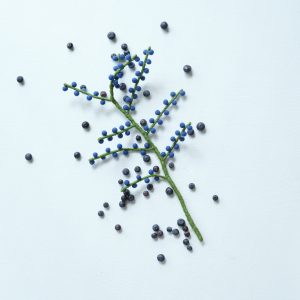 Branche de baies bleues