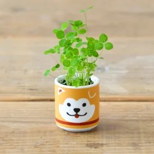 plante porte bonheur à faire germer - Chien Hachi trèfle