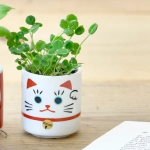 plante porte bonheur à faire germer - Chat maneki-neko trèfle