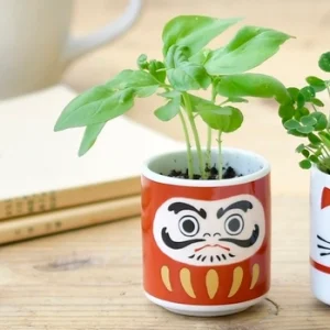 plante porte bonheur à faire germer - Daruma basilic